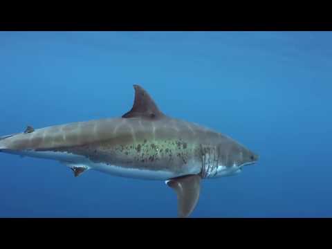 Der wilde Pazifik [Doku]