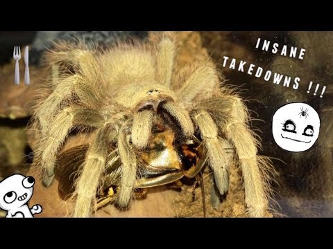 43 évesen elpusztult a világ legöregebb pókja | Új Szó | A szlovákiai magyar napilap és hírportál