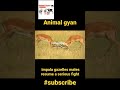#zoo Fight#impala gazelles males  fight video