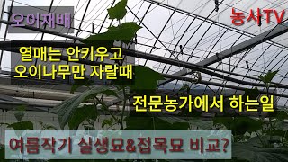 오이재배-열매는 안 키우고 오이나무만 자랄때 전문농가에서 하는 일, 여름작기 실생묘와 접목묘 비교[농사TV]
