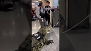 Is she fr? #serviceanimals #crocodile #airport