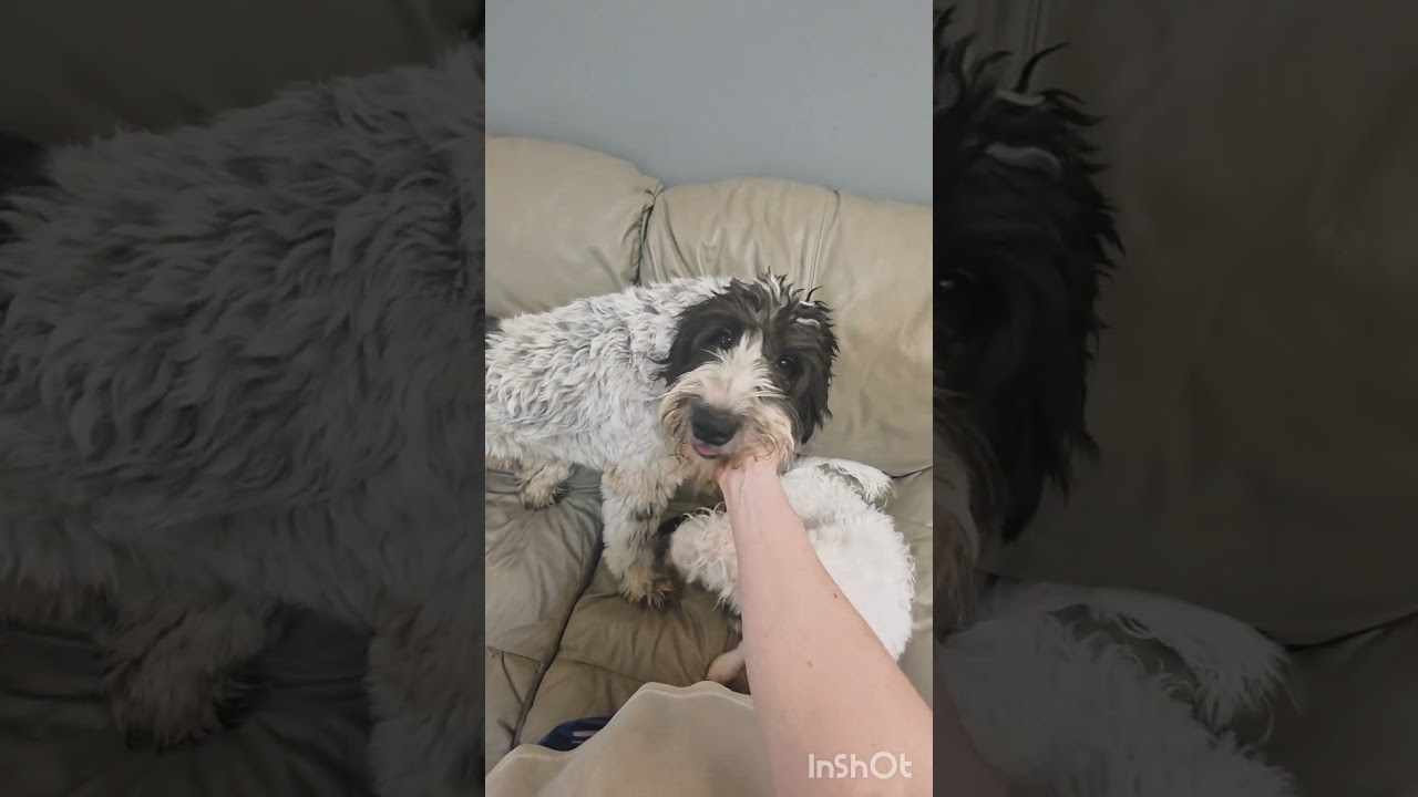 Enlarge Bryson, an adopted mixed breed in philadelphia, PA video 5/5
