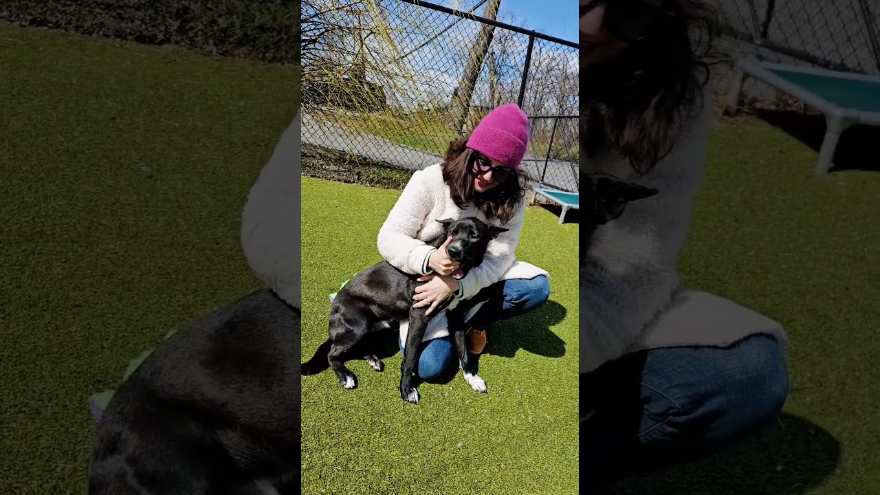 Enlarge Mambo, a ADOPTABLE mixed breed in Harrison, NY video 6/6