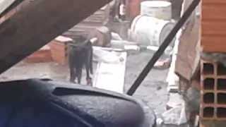 GENTE OLHA ESSA BRIGA VIOLENTA NA CHUVA DESTES DOIS GATOS...