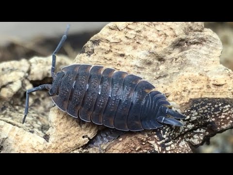 Svinka drsná (Porcellio scaber) — video o chove a starostlivosti