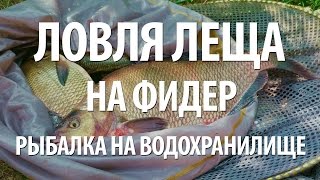 Фидер с квициния густера летом