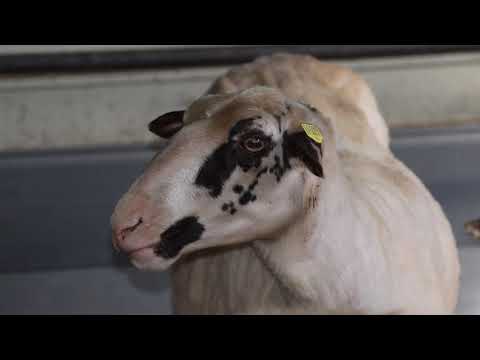 Bi mi to Huus - Oabends bi us to Huus in Brandlecht/Hestrup