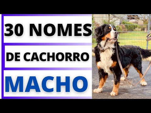 NOMES PARA CACHORRO MACHO OS MAIS BONITOS