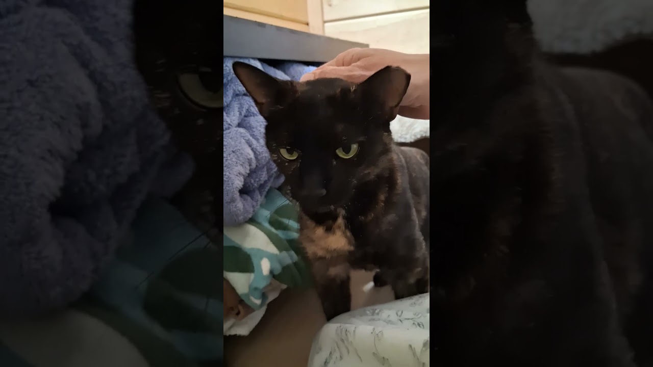 Enlarge Rosie , a Adoptable Domestic Short Hair in Charleston, SC video 6/6