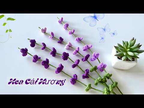 Hoa oải hương (lavender)