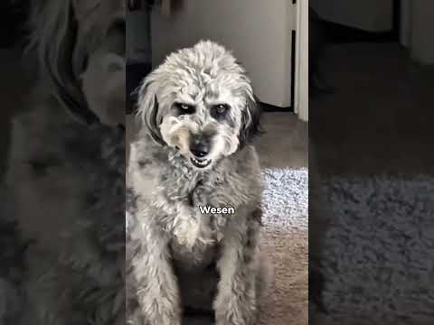 Hund hört sich an wie Katze😰😱