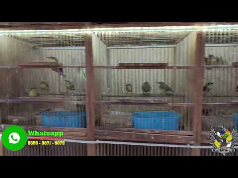 OBRAL HARGA !!! BURUNG KACER - ANIS MERAH - PLECI DAKUN BALI - SRDC - PRENJAK MERAH - BIMOLI DLL