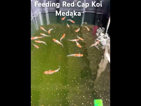 Feeding our Red Cap Koi Medaka Rice Fish 😎🤙🎏