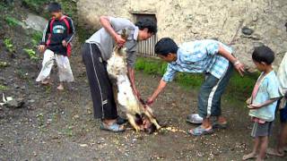 preview picture of video 'Nepal Village Goat Kill'