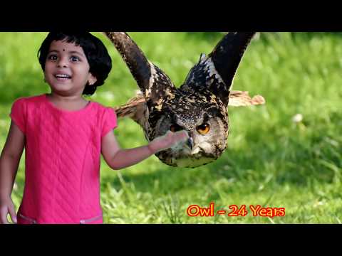 Lifespan of Animals List with Images || A to Z Animals Age Limit