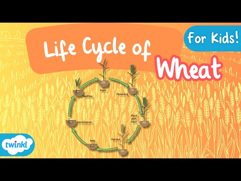 The Life Cycle of Wheat | Wheat Growth Stages | Science for Kids!