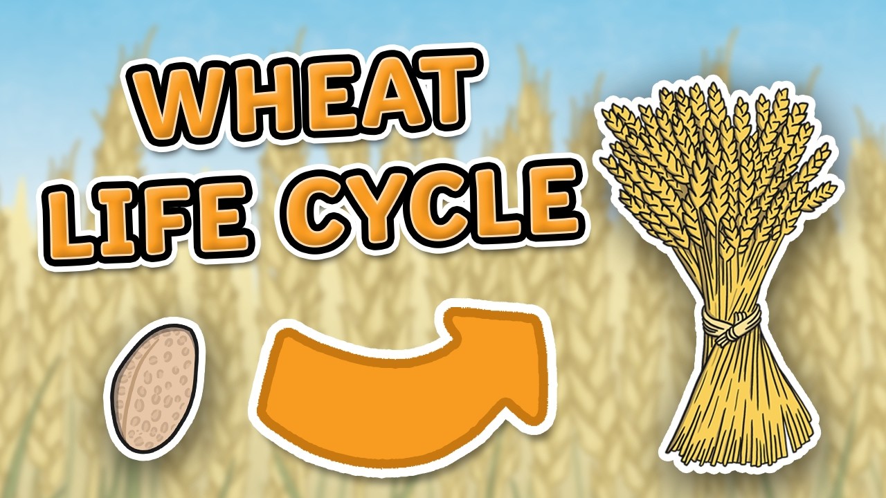 The Life Cycle of Wheat | Wheat Growth Stages | Science for Kids!