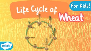 The Life Cycle of Wheat | Wheat Growth Stages | Science for Kids!