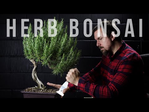 Why Rosemary Bonsai Die & Tricks to Cope