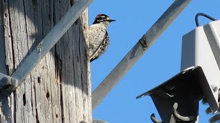 Download Lagu Fluffy, Woodpecker, RedTailed Hawk, Park Birds, Turkeys, Peacock, Speedy and Hooded Oriole Thumbnail