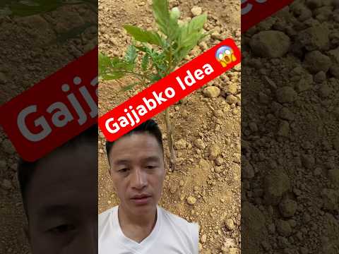 Tomato 🍅 Lai Yeso Garnuparne Raichha #farming #agriculture #tomato #garden #youtubeshorts #shorts