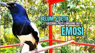 Download lagu PANCINGAN KACER TERBAIK bikin Semua Jenis Kacer LANGSUNG KONSLET, Terapi Kacer Agar GACOR NGEPLONG mp3 Download lagu PANCINGAN KACER TERBAIK bikin Semua Jenis Kacer LANGSUNG KONSLET, Terapi Kacer Agar GACOR NGEPLONG mp3