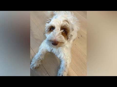 NJ family desperate to get puppy back that was inside car when it was stolen