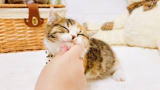 マンチカンの動画01