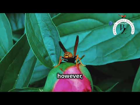 Unraveling the Mysteries of Insect Genetics