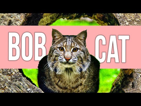 Reasons You Don't Want a Bobcat as Pet!