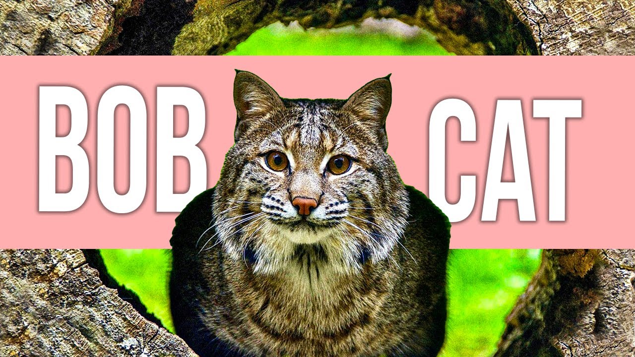 Reasons You Don't Want a Bobcat as Pet!