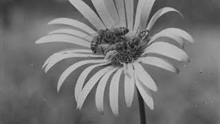 Honey Country (1950) | BFI National Archive