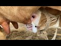 Asmr video cow calf milking her mother milk so nicely | calf drinking milk