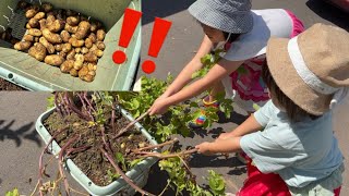 スーパーのジャガイモ🥔1個から大量収穫の夏休み🌻(新入り観葉植物の紹介も🪴)【6歳1ヶ月・3歳2ヶ月】