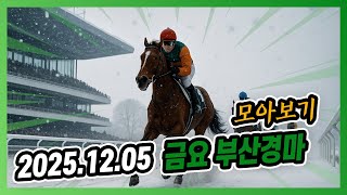 2025년 12월 5일 금요 부산경마 전체경주 모아보기