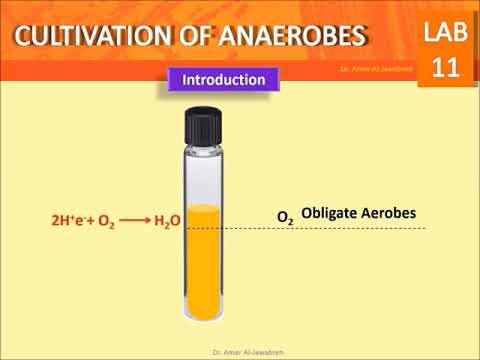 Anaerobic culture: Fluid Thioglycollate Method- Lab 11