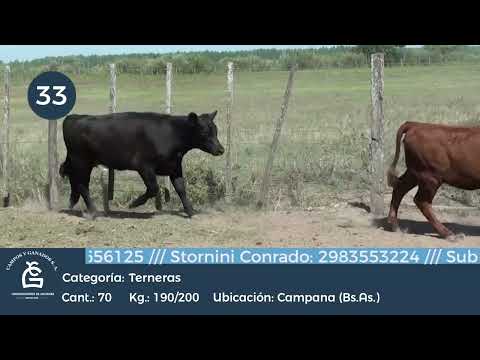 Lote Hembras - Campana Bs As