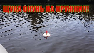 Что такое кружками для ловли окуня