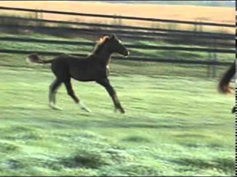 Boundless by Belissimo 5 months old snippet.mpg