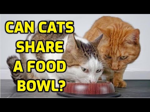 YouTube video about: Can cats share a food bowl?