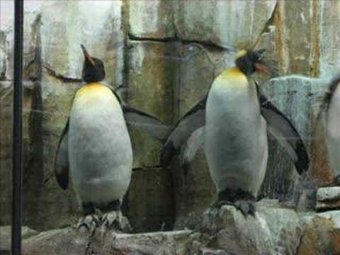 thrillseekers - waiting for you