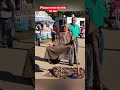 Lemur Disturbs A Levitation