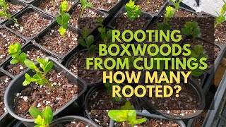 How Many of my Boxwood Cuttings Rooted? Plant Propagation Update!