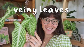 My FAVORITE Veiny Houseplant Leaves