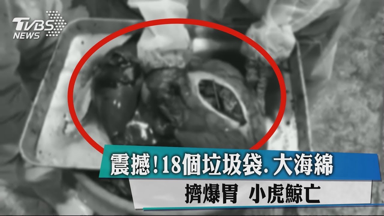 吃不下卻很餓!小虎鯨瘦成皮包骨 胃裡驚見18個塑膠袋