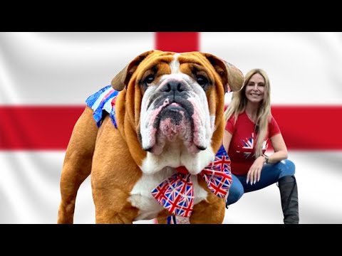 THE ENGLISH BULLDOG - Healthy or not?