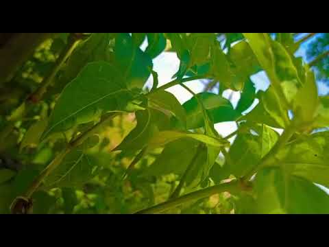 Jalpesh Temple @## har har mahadev 💙🙏🙏🙏