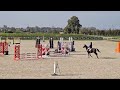 A louer Poney D de sport maitre d’ école