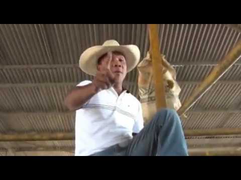 Tres Criollos de la sabana