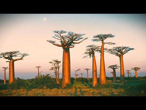 Baobab: Portrait of a Tree - 1971, Narrated by David Attenborough